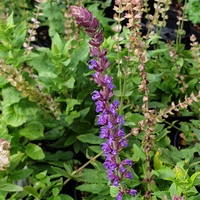 Salvia nemorosa 'Ostfriesland'